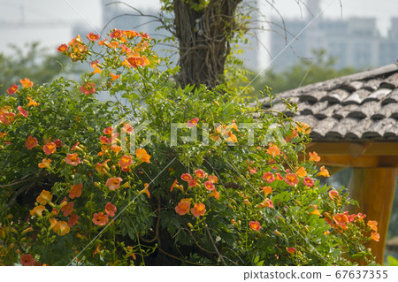 藍花楹 67637355