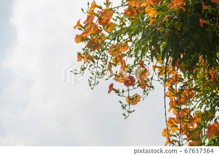 藍花楹 藍花楹 67637364