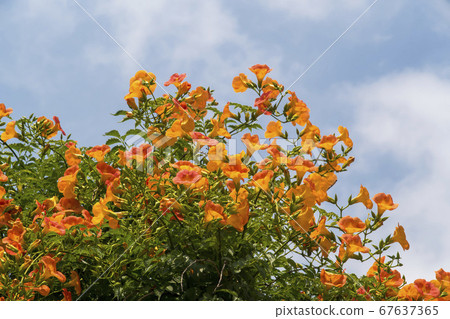 藍花楹 藍花楹 67637365