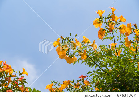藍花楹 藍花楹 67637367