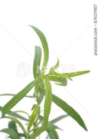 French Tarragon French Tarragon 67637907
