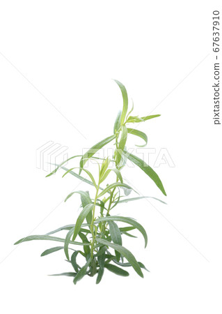 French Tarragon French Tarragon 67637910