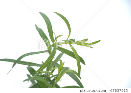 French Tarragon French Tarragon 67637915