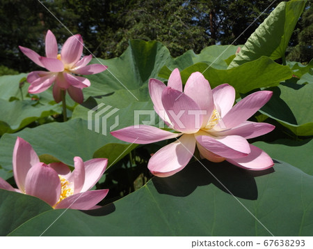 Pink flower of Ogahasu in Chiba park in full bloom 67638293