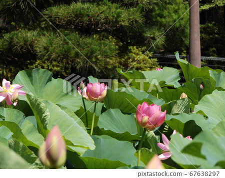 千葉公園盛開的長羽粉紅花 照片素材 圖片 圖庫