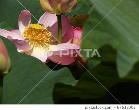 Pink flower of Ogahasu in Chiba park in full bloom 67638302