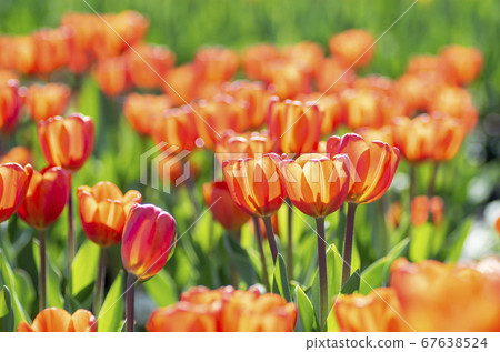 在秋天盛開的鬱金香 67638524