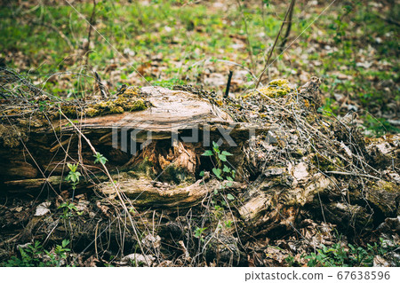 Twig Of Wild Plant Nettle Or Stinging Nettle Urtica Dioica Growing Through Fallen Tree In Spring Forest Twig Of Wild Plant Nettle Or Stinging Nettle Urtica Dioica Growing Through Fallen Tree In Spring Forest 67638596