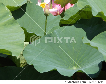 千葉公園盛開的長羽粉紅花 照片素材 圖片 圖庫