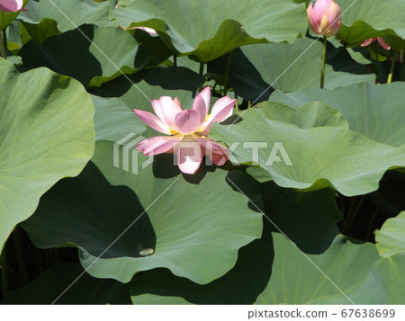 Pink flower of Ogahasu in Chiba park in full bloom Pink flower of Ogahasu in Chiba park in full bloom 67638699