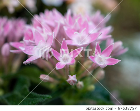 Pink pentas flowers Pink pentas flowers 67638757