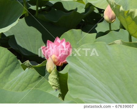 千葉公園中的羽扇花的粉紅色花朵開始開花 照片素材 圖片 圖庫