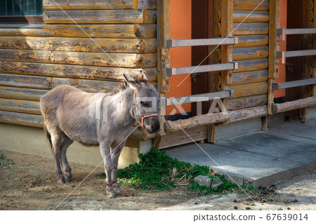 Zoo Donkey: Toyohashi Zoo and Botanical Garden Zoo Donkey: Toyohashi Zoo and Botanical Garden 67639014
