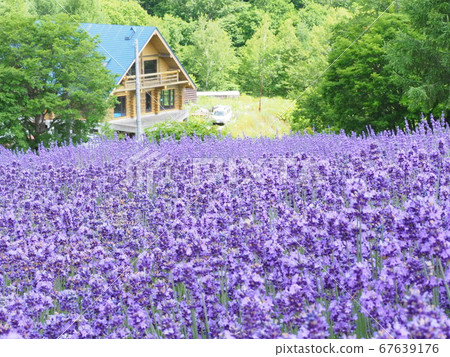 北海道的壯麗景色，霍羅米山口薰衣草花園 67639176