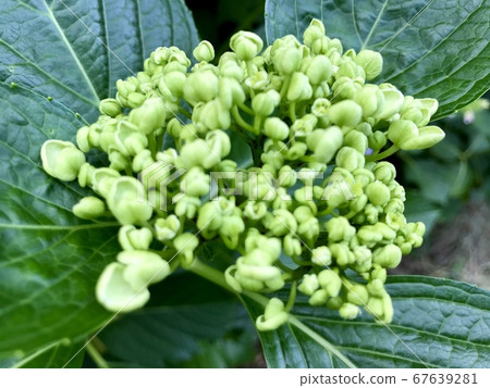 Mysterious hydrangeas Mysterious hydrangeas 67639281
