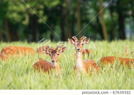 Fallow deer stags standing in grain in summertime nature. 67639382