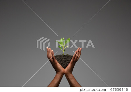 Human hands holding a fresh green plant, symbol of growing business, environmental conservation and bank savings. Planet in your hands. 67639546