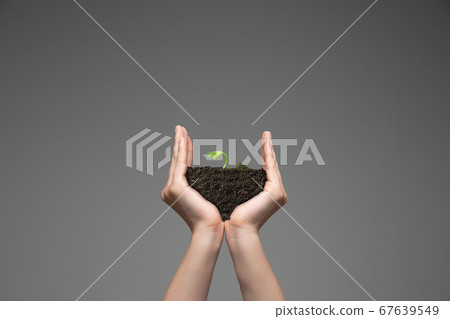 Human hands holding a fresh green plant, symbol of growing business, environmental conservation and bank savings. Planet in your hands. Human hands holding a fresh green plant, symbol of growing business, environmental conservation and bank savings. Planet in your hands. 67639549