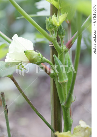 Beautiful white flowers bloom, okra in the field Beautiful white flowers bloom, okra in the field 67639576