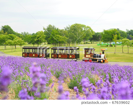 Hokkaido scenery Sapporo Satoland Lavender and SL bus Hokkaido scenery Sapporo Satoland Lavender and SL bus 67639602