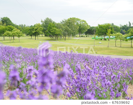 北海道風光札幌佐藤薰衣草山 北海道風光札幌佐藤薰衣草山 67639692