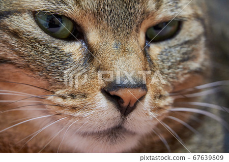 Cat Cat 67639809