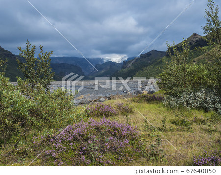 Icelandic landscape of Godland with Krossa river canyon, green sharp hills, blooming pink heather flower and Myrdalsjokull glacier tongue in fog. View from Basar camp site start of Fimmvorduhals trek. 67640050