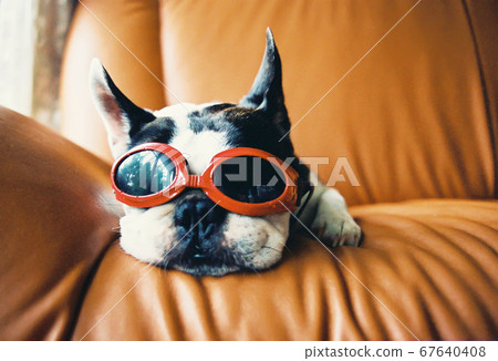 Goggles for hotsell boston terriers