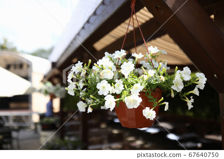 Flowerpot with flowers hanging on veranda closeup 67640750
