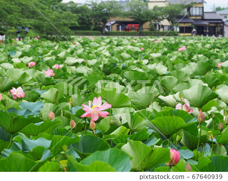 靜岡縣蓮花盛開的蓮池池公園7月 67640939