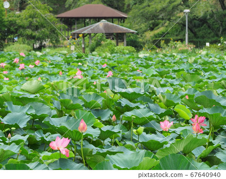 靜岡縣蓮花盛開的蓮池池公園7月 67640940