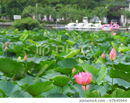 Shizuoka Prefecture Lotus flower blooming Rengejiike Park July Shizuoka Prefecture Lotus flower blooming Rengejiike Park July 67640944