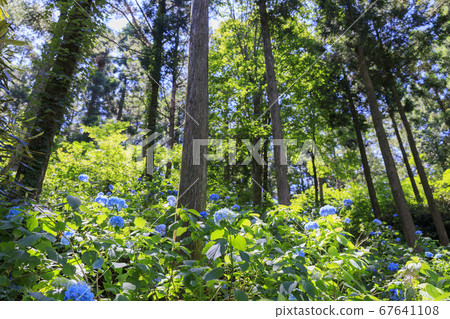 Flower garden in full bloom Hydrangea garden Flower garden in full bloom Hydrangea garden 67641108