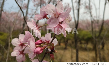 Wang cherry tree 67641312