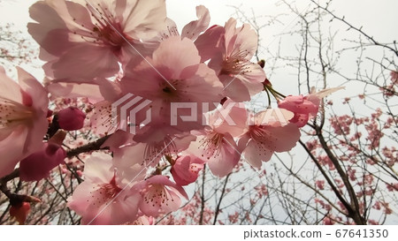 Wang cherry tree Wang cherry tree 67641350