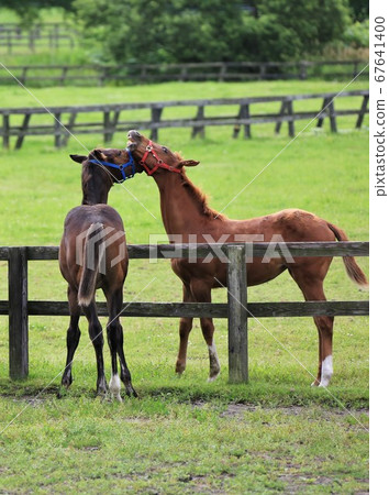 Horse thoroughbred Horse thoroughbred 67641400