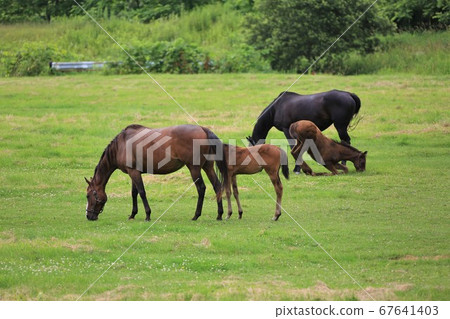 Horse thoroughbred Horse thoroughbred 67641403