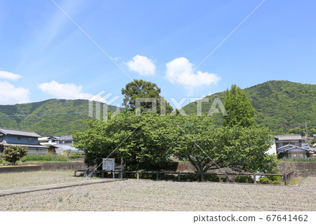 德島縣春季東三好町東原阿次治遺址 德島縣春季東三好町東原阿次治遺址 67641462