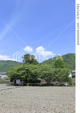 德島縣春季東三好町東原阿次治遺址 德島縣春季東三好町東原阿次治遺址 67641463
