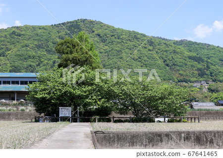 德島縣春季東三好町東原阿次治遺址 德島縣春季東三好町東原阿次治遺址 67641465