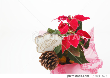 Christmas Gift Wrapping Poinsettia 67641825