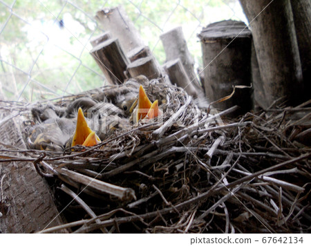 Baby woodpeckers waiting on their mother. Baby woodpeckers waiting on their mother. 67642134