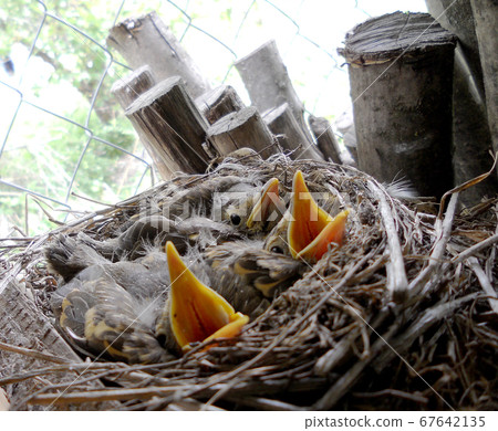 Baby woodpeckers waiting on their mother. Baby woodpeckers waiting on their mother. 67642135