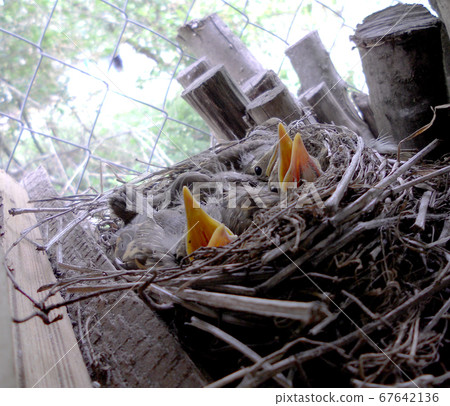 Baby woodpeckers waiting on their mother. 67642136