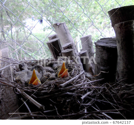 Baby woodpeckers waiting on their mother. Baby woodpeckers waiting on their mother. 67642137