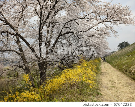 Cherry tree 67642228