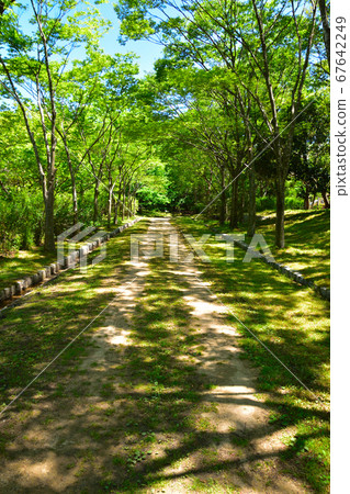 初夏公園人行道 初夏公園人行道 67642249