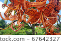 Lily 67642327