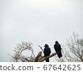 Two crows on the tree 67642625