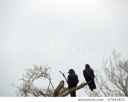Two crows on the tree Two crows on the tree 67642625